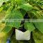 Environmentally friendly 0.07-0.15mm thickness Nursery Grow Bags plant nursery bag