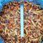 Nameko in brine  A grade