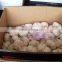 white garlic,pure white garlic