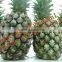 VIET NAM FRESH pineapple