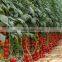 Agricultural Greenhouses for Soilless Hydroponics NFT Systems for Tropical and Desert Areas