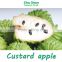 Taiwan Fresh Custard apple