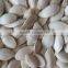 Supply high quality Snow White Pumpkin Seeds