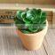 High Quality Artificial Succulent Plants Export Succulent Plants