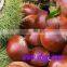 china new crop good tast fresh chestnut in shell