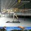 MY Dino-O11 Museum replica life size dinosaur skeleton for sale