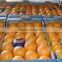 Fresh Naval and Valencia Oranges South African Oranges