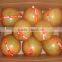 Fresh green skin citrus fruit pomelo grapefuit with good price