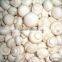 CHINA IQF cultivated mushroom