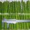 Hot Sale IQF Green Asparagus for Export