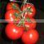 Good quality Hybrid red fruit Tomato seeds for growing- Holland No.4