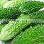 GMP Manufacturer Supply 100% Natural Bitter Melon Extract