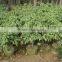 Natural Evergreen Ficus Benjamina L