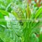 GMP Manufacturer Supply Green Tea Extract L-Theanine Powder