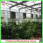 China cheapest Hot-dip galvanized steel structure greenhouses with hydroponic grow systems