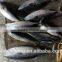 Auxis tapeionsoma bonito with frozen size 750 - 3000g