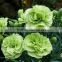 Durable Green Lady fresh cut carnation flower arrangements