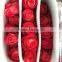 New fresh preserved fresh red rose flowers