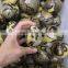 Natural Rock High Quality Ocean Jasper Crystal Stone Eggs For Sale