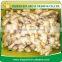 Supply Chinese Fresh Ginger With Good Quality for Sale