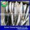 Frozen Sardine Fish For Bait And Canning