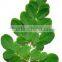 Moringa Leaves Powder