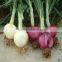 fresh red onion from China