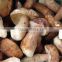 2015 New Crop High Quality Frozen Porcini Mushrooms Grade A, Haccp, BRC ISO