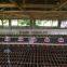 Low cost poultry chicken farm building for Philippines