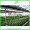 High-tech Greenhouses and Hydroponic Systems for Professional Growers