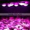 Spider 6 COB LED grow light 540W compare with HID power bloom plus mimics the noon day sun