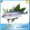 New Coming Wholesale Seafood Skipjack Tuna Fish