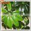 Wholesale realistic plastic bonsai tree bonsai plants decoration plant