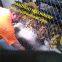 Automatic chain link fence machinery