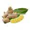 Wholesale Price Organic ginger root extract 5% gingerol