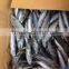 2015 bonito wr seafrozen 100-200g/pc