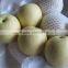 New design cheapest cheap stock pear fresh pear