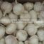 Normal white fresh garlic from China