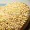 hybrid sorghum seeds for animal feed