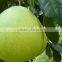 2015 new crop fresh sweet Pomelo with best price for sale