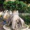 natural tree ficus ginseng