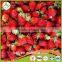 Frozen Strawberries America M13 25-35mm freezing strawberry