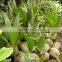 natural coconut fruit palm tree