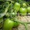 Marina F1 (PELLETED) Hybrid Tomato Seeds