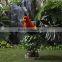 New Zealand's Indigenous parrots birds for sale small