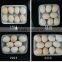 PP material square plastic trays disposable for fresh food packaging