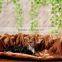 Short floss pet tunnel for cat,rabbit,mink