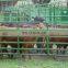 2021 new product powder coated livestock fence panels used round tube cattle panels