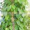 Organic pure betel leaf from Vietnam