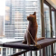 Meow Love Hanging wall grey window seat pet cat hammock strong bearing heavy comfort